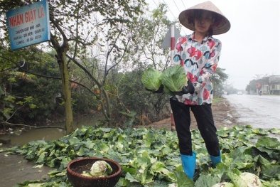 Vì sao nông dân phải vứt rau xuống sông?